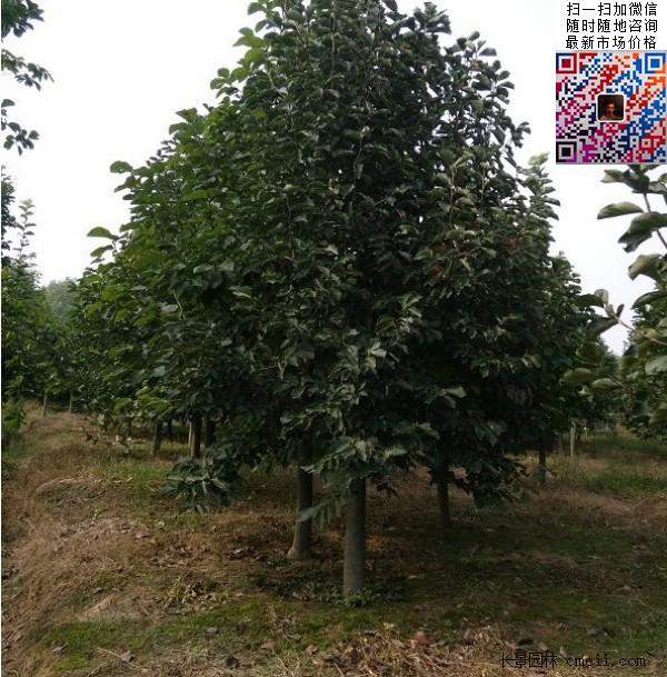 園林喬木植物苗木黃玉蘭圖片 園林喬木植物苗木黃玉蘭圖片