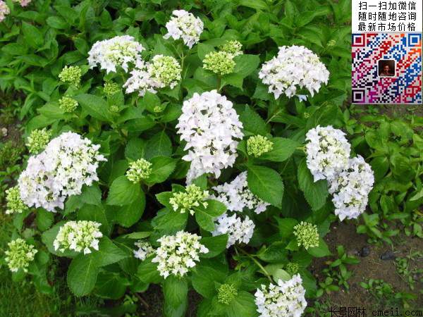 八仙花多少錢 八仙花多少錢