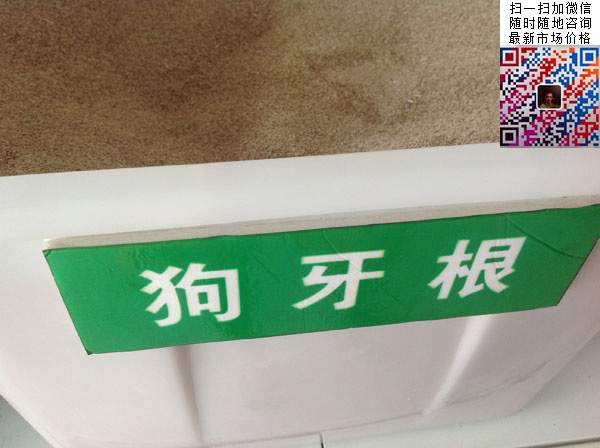 狗牙根草種子 狗牙根草種子