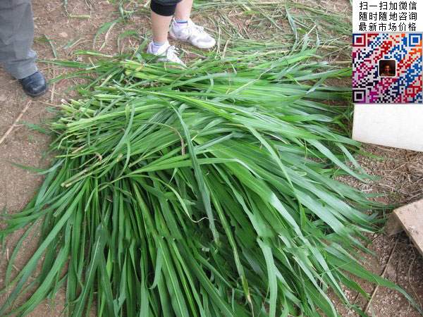 十大高產牧草皇竹草圖片 十大高產牧草皇竹草圖片