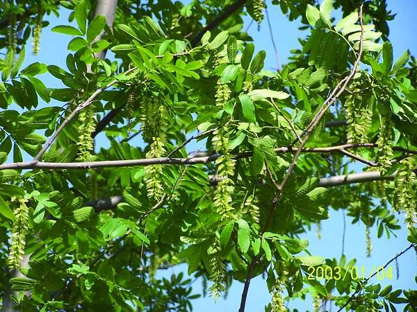 楓楊樹 楓楊樹
