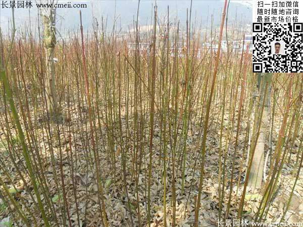 青楓樹價格 青楓樹價格