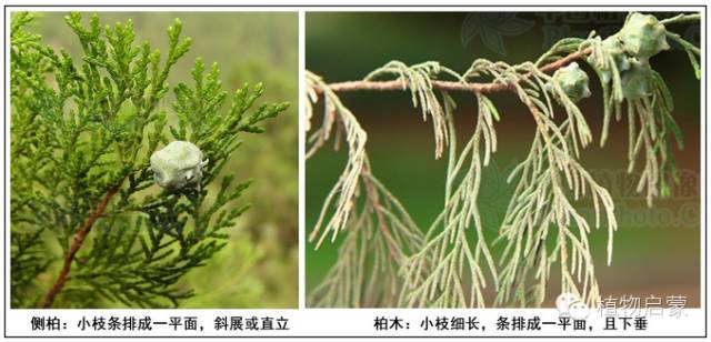 圓柏、刺柏、側柏、柏木以及龍柏的簡易識別法