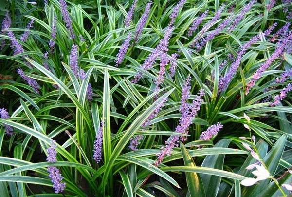 長景園林金邊麥冬基地 長景園林金邊麥冬基地