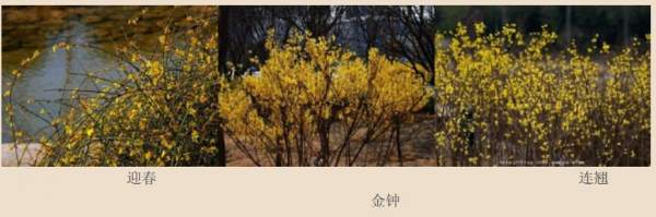 迎春花、金鐘和連翹如何區分?