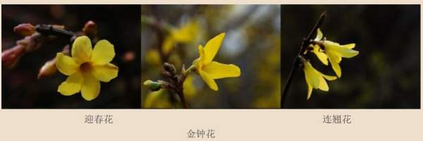 迎春花、金鐘和連翹如何區分?