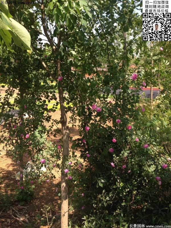 粉團(tuán)薔薇花苗 粉團(tuán)薔薇花苗