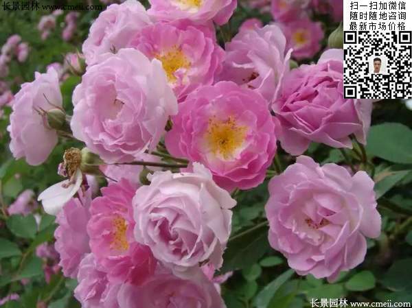 粉團(tuán)薔薇花苗 粉團(tuán)薔薇花苗