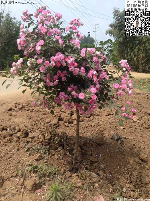 粉團(tuán)薔薇花苗 粉團(tuán)薔薇花苗