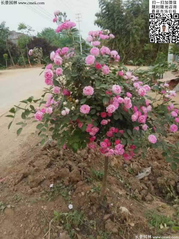 粉團(tuán)薔薇花苗 粉團(tuán)薔薇花苗