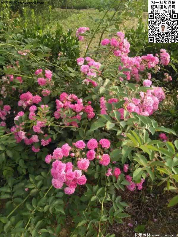 粉團(tuán)薔薇花苗 粉團(tuán)薔薇花苗