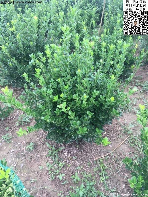 冠幅40公分50公分60公分大葉黃楊球