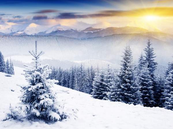 見過這樣的雪松造型樹嗎？美到你想不到