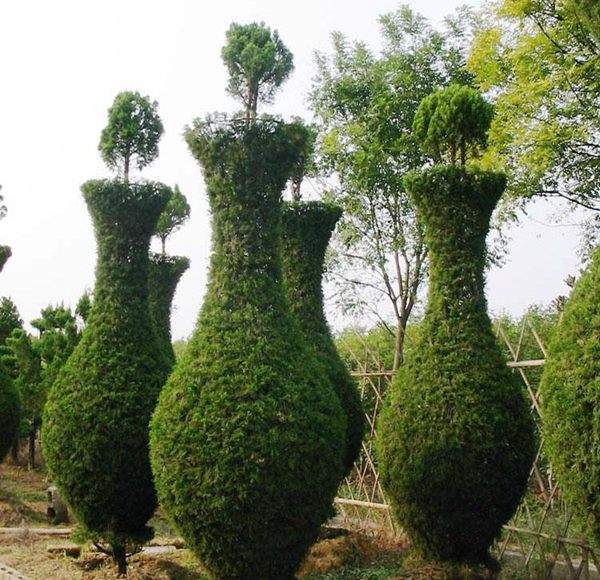 勁爆眼球的檜柏造型，心都醉了