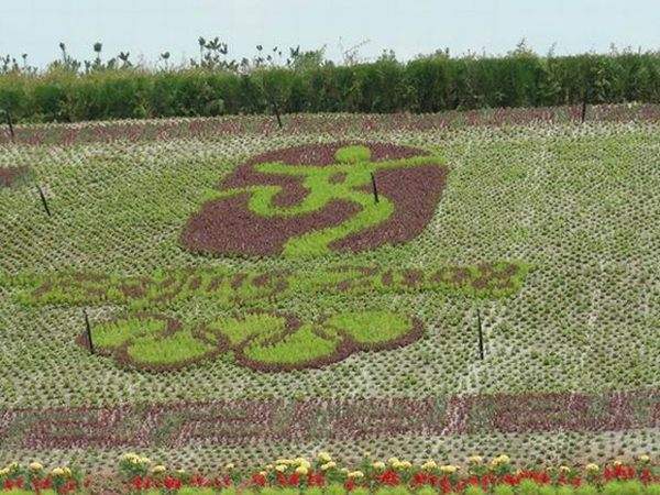 綠籬苗木組建的色塊 綠籬苗木組建的色塊