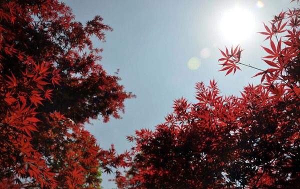 紅楓的三大用途，你知道哪個？！