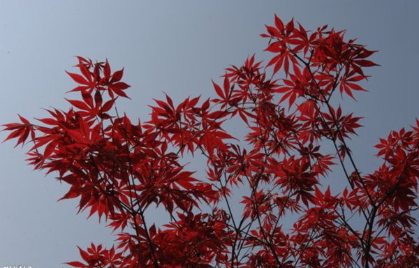 紅楓作衫，白楊為裙，美的傾國傾城！