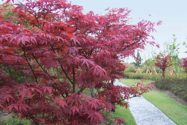 紅楓作衫，白楊為裙，美的傾國傾城！