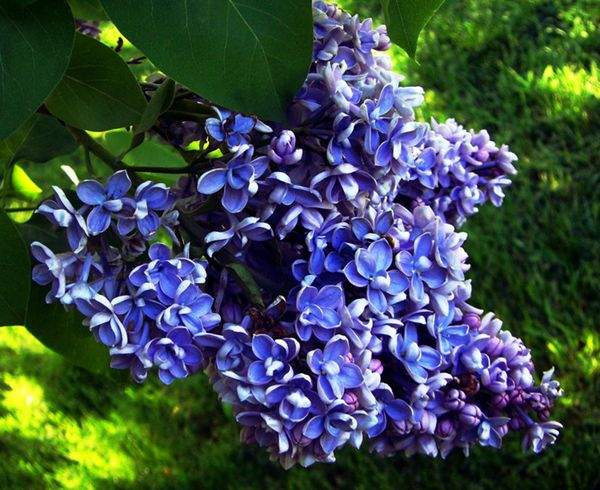 藍(lán)色丁香花