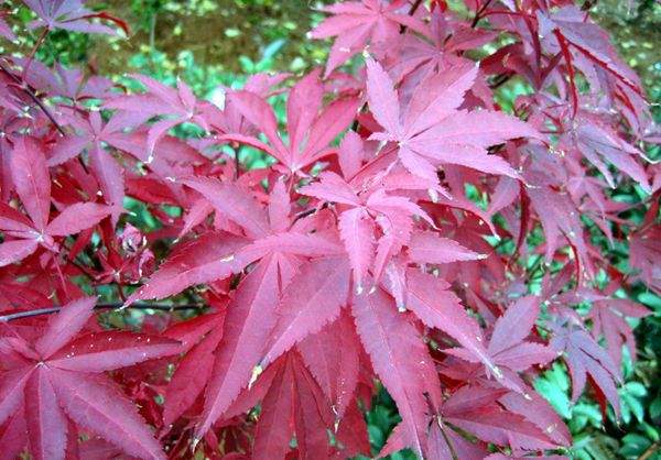 中國紅楓 中國紅楓