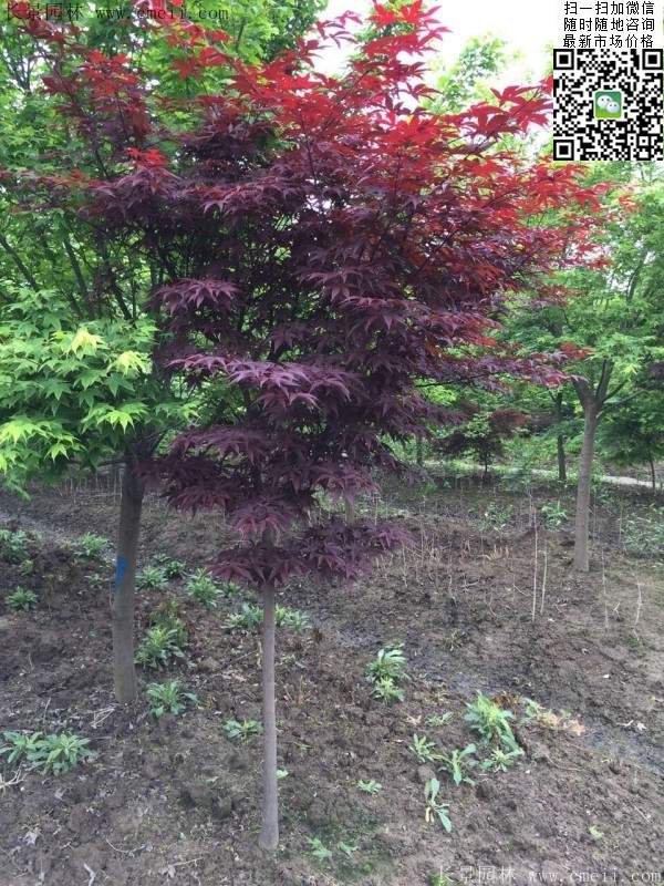 日本紅楓 日本紅楓