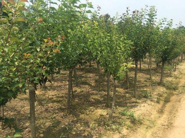 高端、大氣、上檔次的紅梅