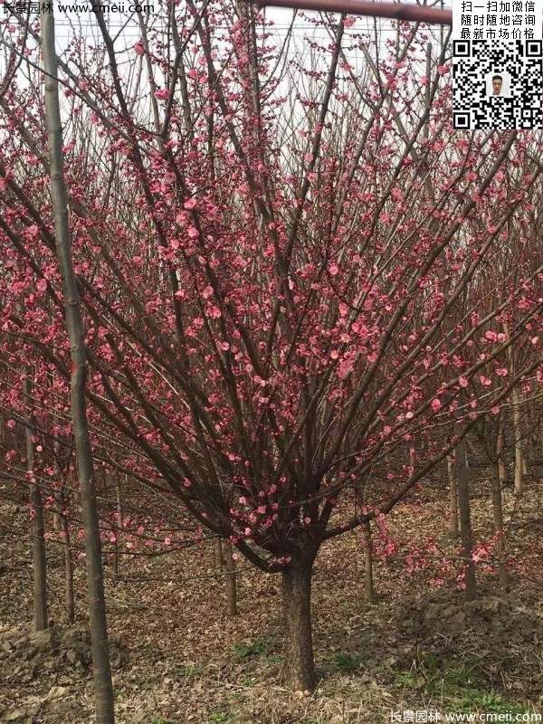 高端、大氣、上檔次的紅梅