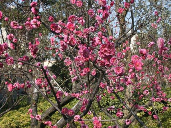 高端、大氣、上檔次的紅梅