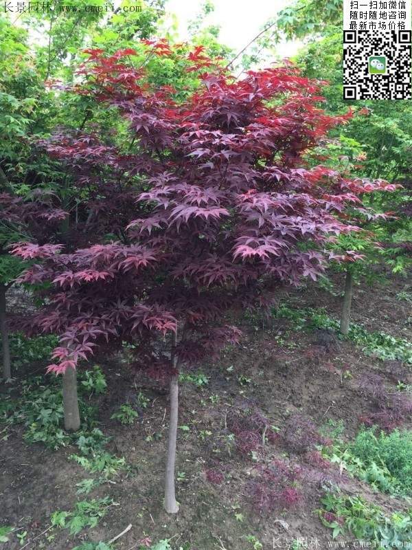 紅楓基地 紅楓基地