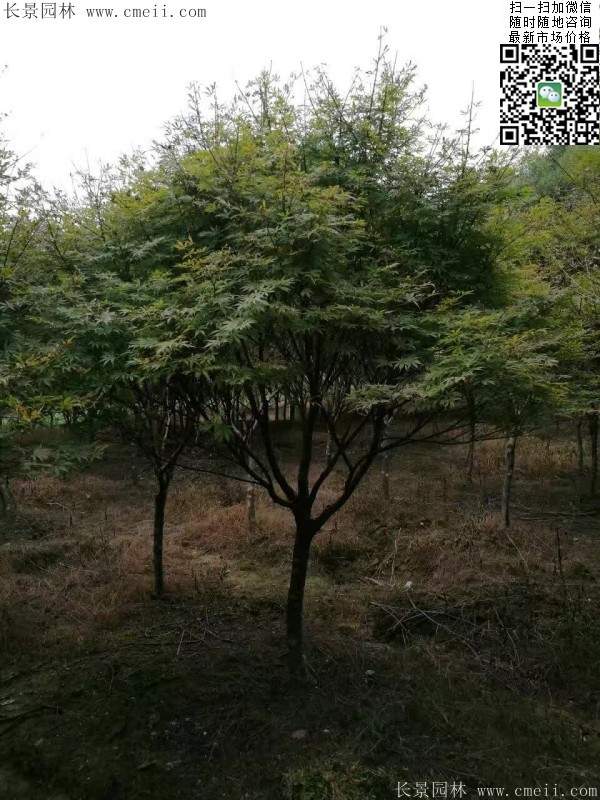 1.2、1.5、1.8米的紅楓樹