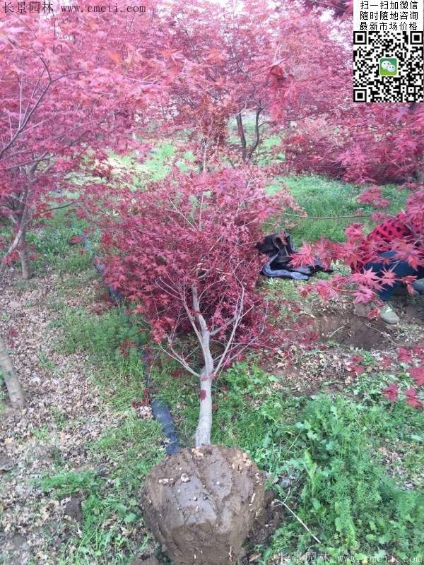 1.2、1.5、1.8米的紅楓樹