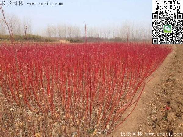 紅瑞木基地 紅瑞木基地