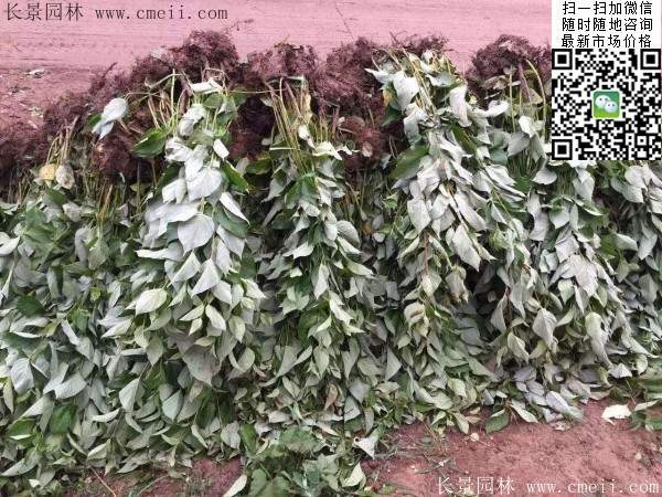 紅瑞木基地 紅瑞木基地