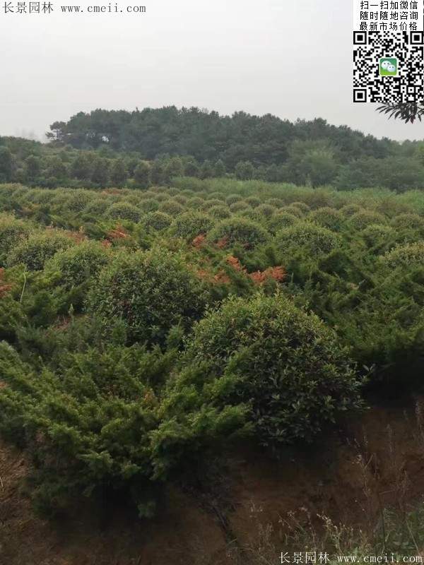 紅葉石楠--長景園林 紅葉石楠--長景園林