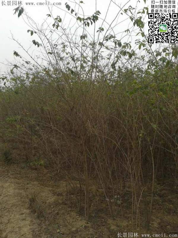 2米高的金銀木多少錢(qián)一棵 2米高的金銀木多少錢(qián)一棵