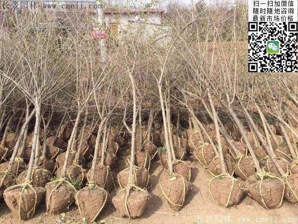 2米高的金銀木多少錢(qián)一棵 2米高的金銀木多少錢(qián)一棵