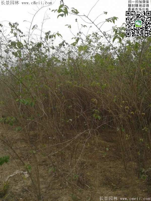 2米高的金銀木多少錢(qián)一棵 2米高的金銀木多少錢(qián)一棵