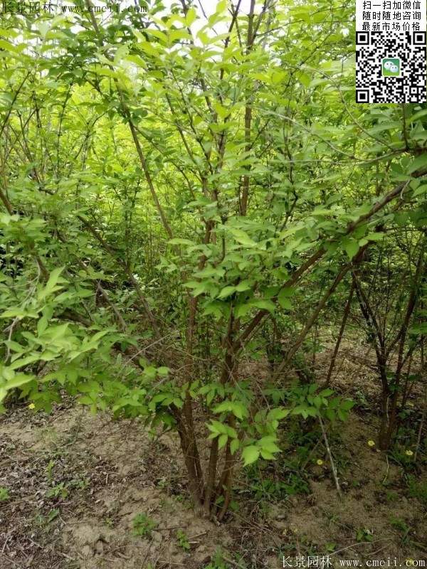 金銀木價(jià)格 金銀木價(jià)格