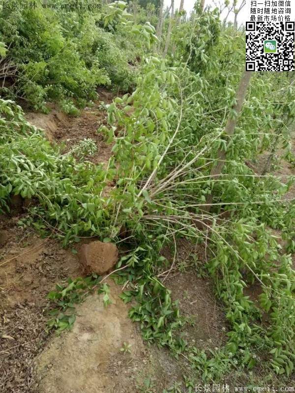 金銀木價(jià)格 金銀木價(jià)格