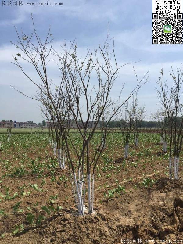 櫸樹修剪整形 櫸樹修剪整形