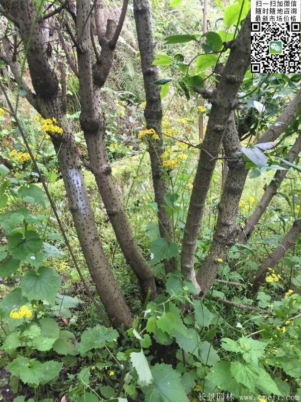 沭陽(yáng)臘梅