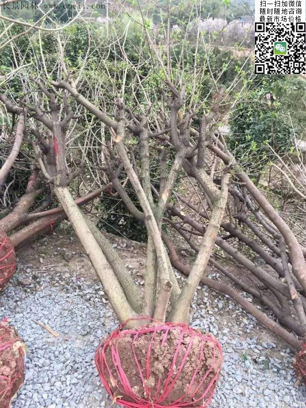 沭陽(yáng)臘梅