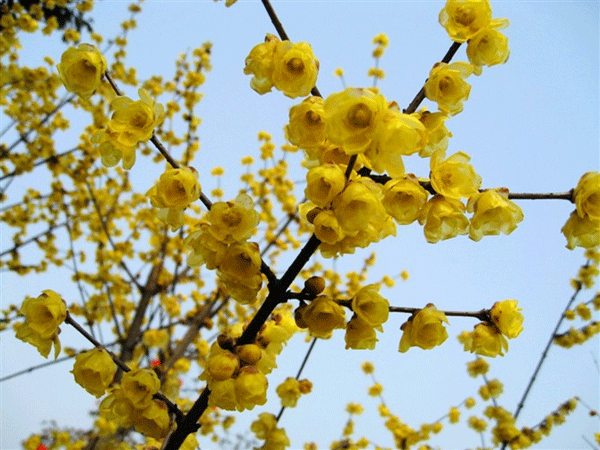 臘梅樹(shù)