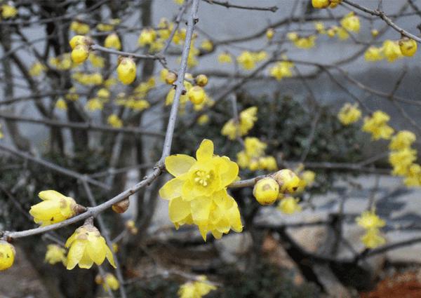 臘梅樹(shù)