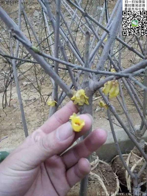 臘梅樹(shù)