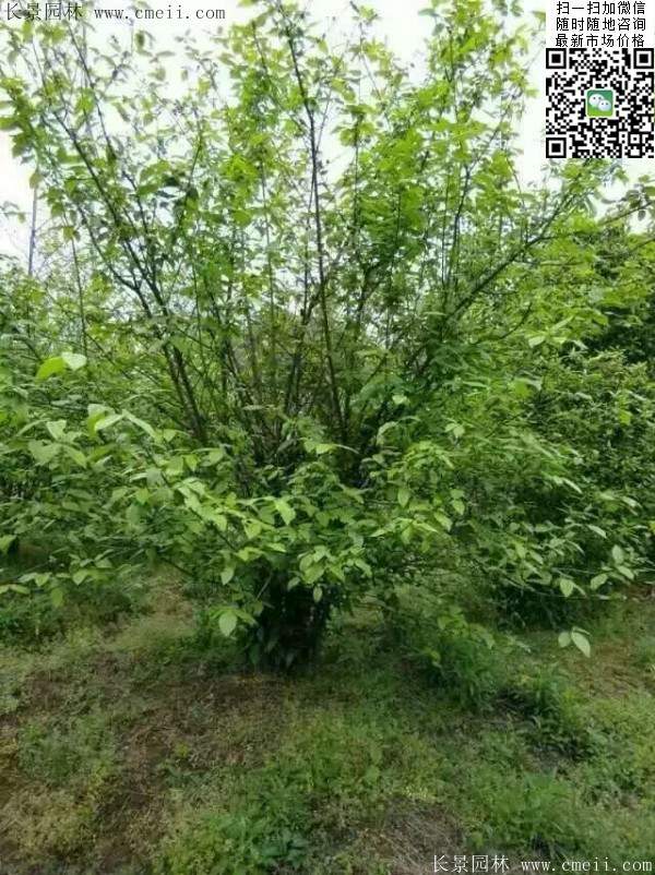 沭陽(yáng)臘梅樹