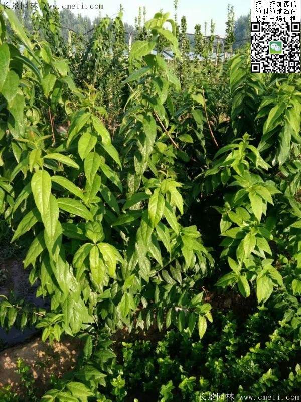 沭陽(yáng)臘梅樹