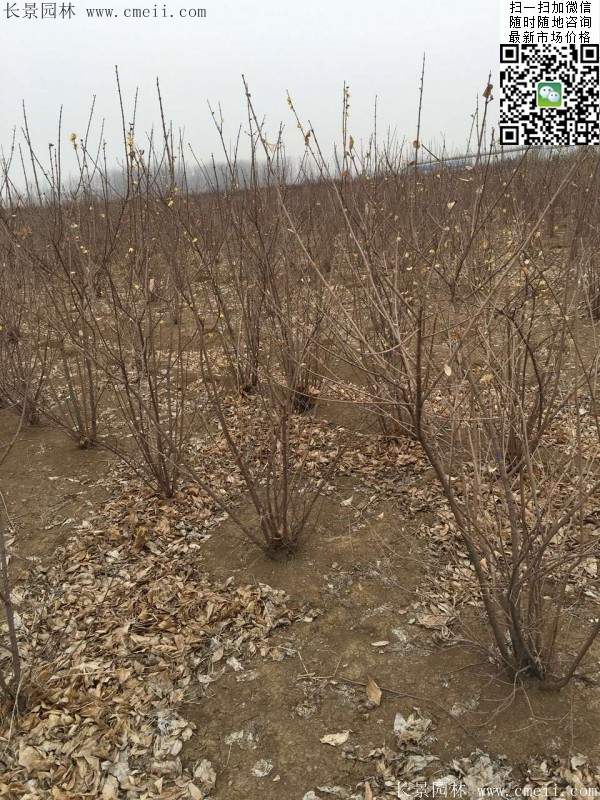 沭陽(yáng)臘梅樹