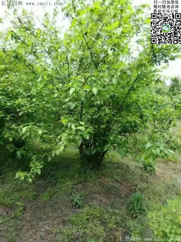 沭陽臘梅花