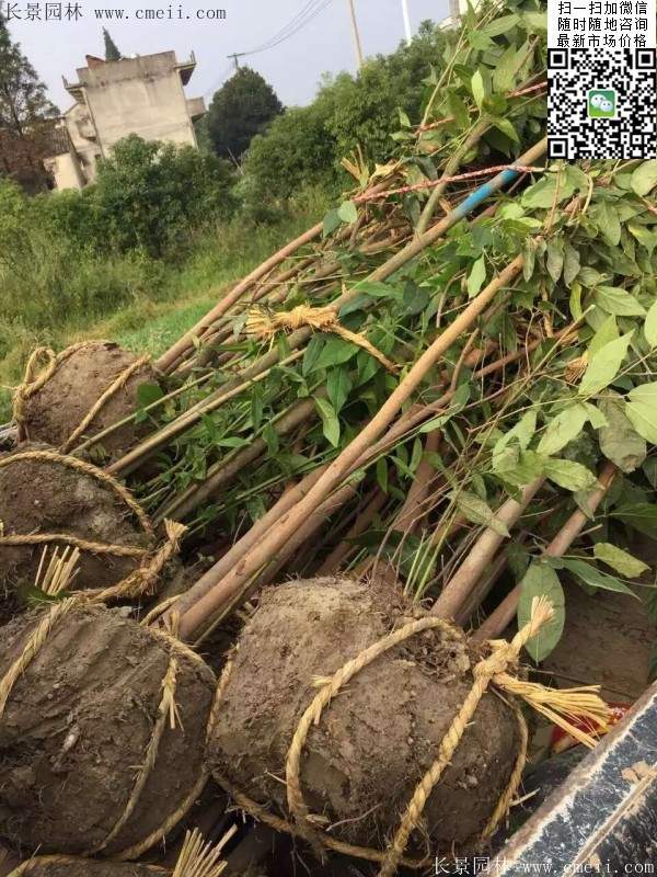 沭陽臘梅花